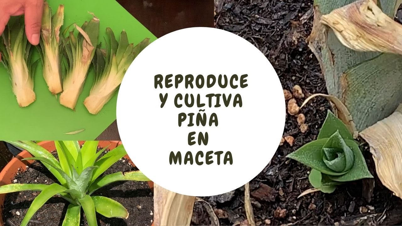 Como germinar piña y tener 4 plantas con una corona , y cultivarla en ...