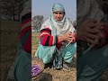 Golden Fields of Pampore | Kashmir’s Saffron Bloom Shines Again | Harvest Season 2025 | #shortsfeed