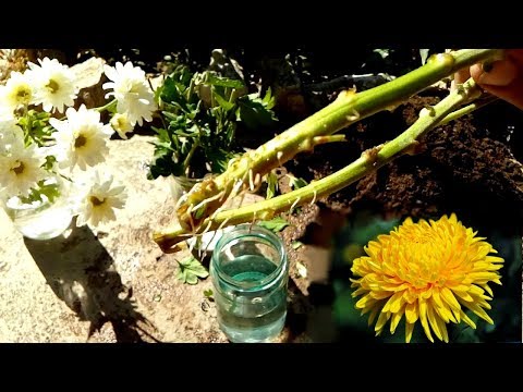 Video: Paano Mag-water Chrysanthemum