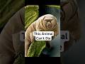 This Unkillable Animal Beat Mass Extinction: Tardigrade Facts