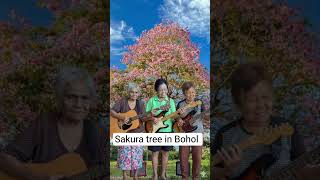 Sakura tree in Bohol with senior citizen playing dance music