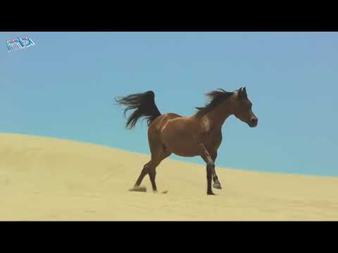 اسال عشيري من وين علاء عبدالمجيد وين النشامى يما