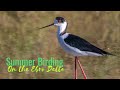 BIRD WATCHING IN SUMMER | Birding tours of the Ebro Delta, Spain