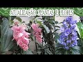 Venha ver algumas plantas e flores do meu jardim | Canal da Re