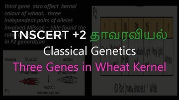 23.Botany | Classical Genetics | Three Genes in Wheat Kernel