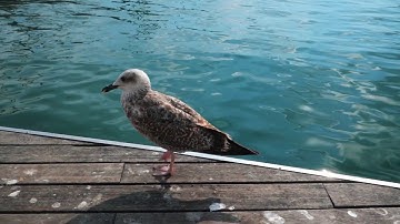 Birds Walking - video reference for animators