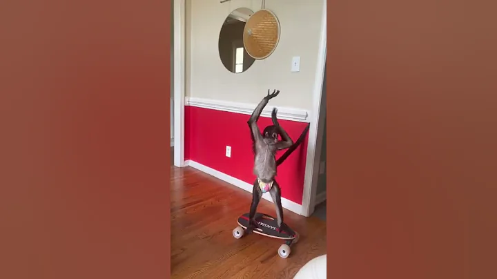 Skateboard skills ?🤪 #standingup #skateboard #monkey #skill #fyp #animal #balance #fyp #fun #play