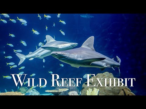 shedd-aquarium---wild-reef-exhibit