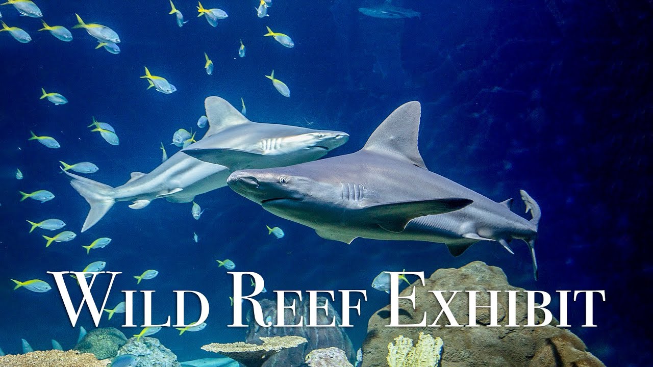 Shedd Aquarium Exhibits The Caribbean Reef Aquarium Views