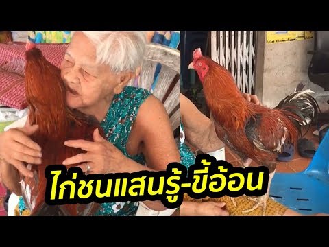 ไก่ชนแสนรู้-ขี้อ้อน คุณยายวัย 86 ปี | 14 ก.พ. 61 | ต้นเรื่อง