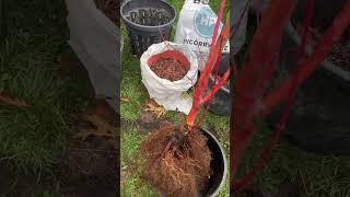 Rescue a dying Coral bark Japanese maple before winter (2)