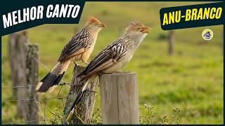🐦 Meia Hora De Melhor Canto Do Anu Branco ┃ Sons Da Natureza 🎶