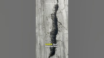 Karya Seni Ilusi Mata yang Keren