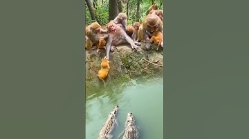 The confusing behavior of animals All animals are created equal Wonderful animals