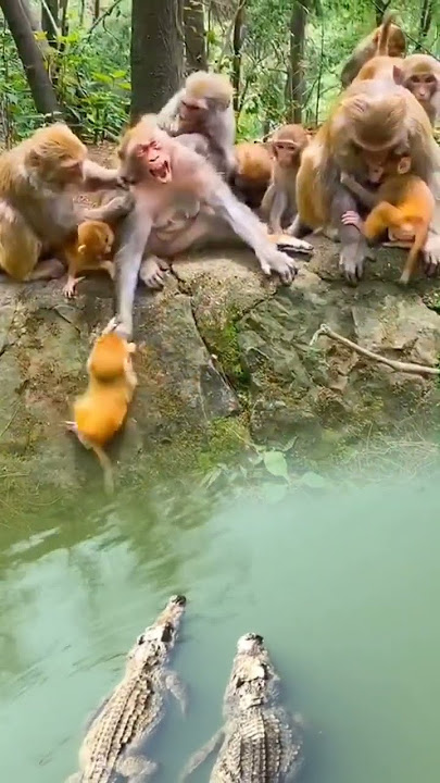 The confusing behavior of animals All animals are created equal Wonderful animals