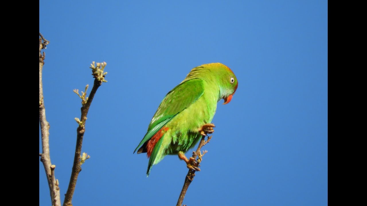 SRI LANKA HANGING PARROT (Loriculus beryllinus) Camping Yala National Park (Today)
