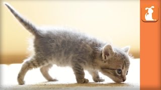 Tiny Kitten Has Tiny Meows  Kitten Love