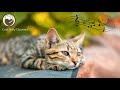 Peaceful Music to Relax and Calm Cats - Harp Music that Gives Comfort to Cats