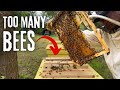 Turning ONE beehive into TWO. Will it work?