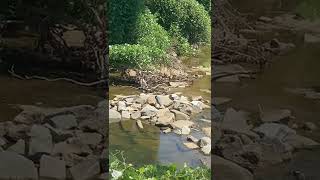 Mysterious Bird In Nc