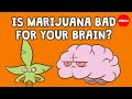 Is marijuana bad for your brain  anees bahji