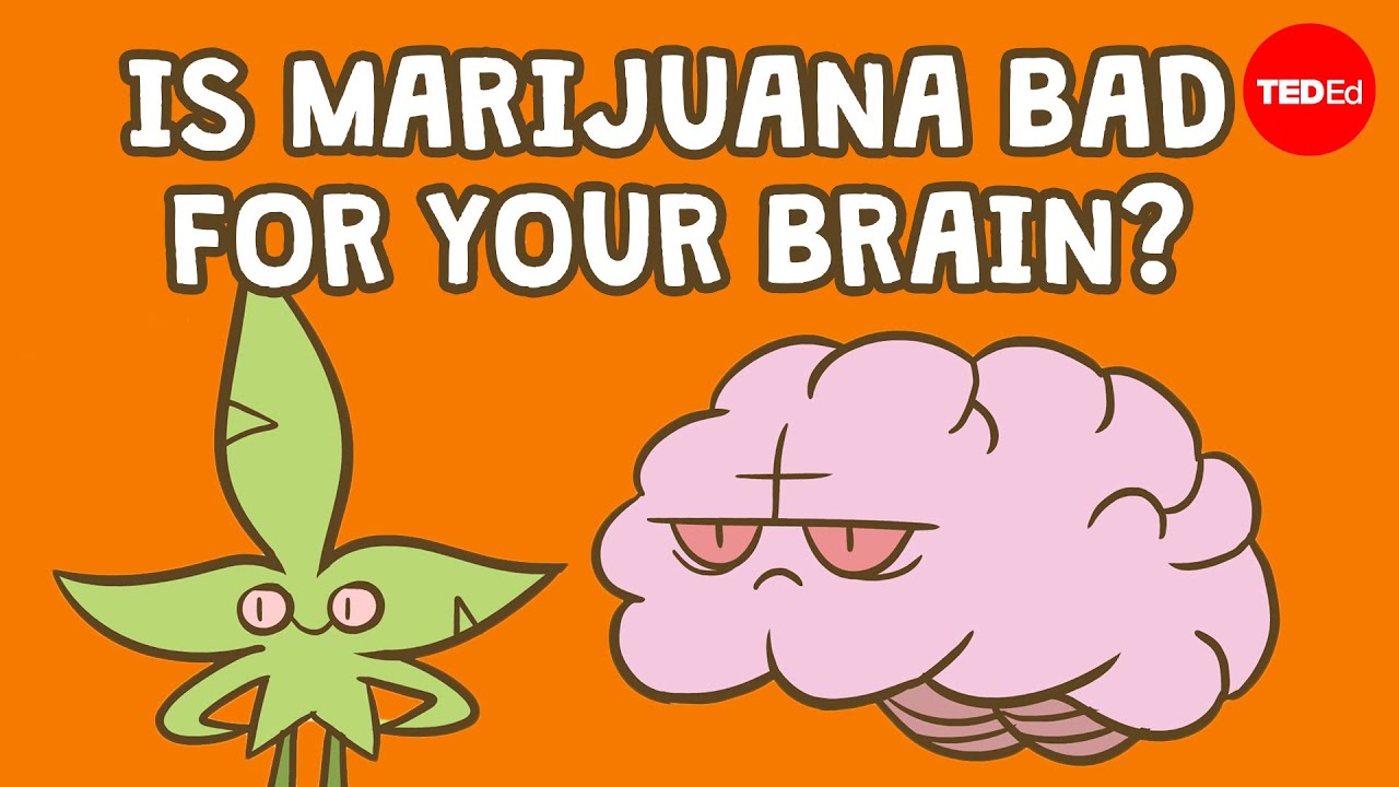 Is marijuana bad for your brain   Anees Bahji