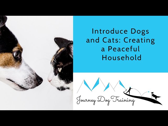 Introducing and Managing Cats and Dogs