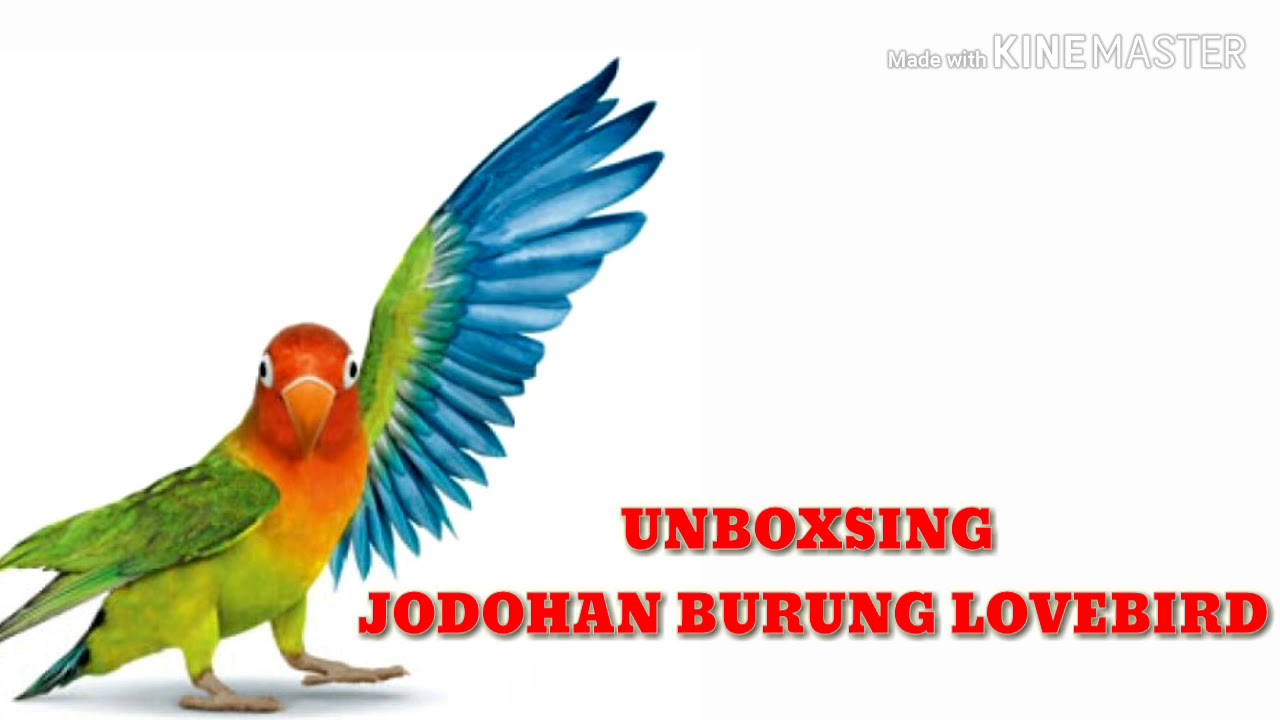 UNBOXING JODOHAN BURUNG LOVEBIRD 