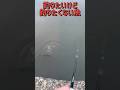 この魚かなり減ったよね【バス釣り】