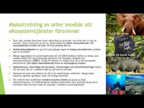 Video: Förbud Mot Blåfenad Tonfisk Och Isbjörn Blockerad Av FN-medlemmar - Matador Network