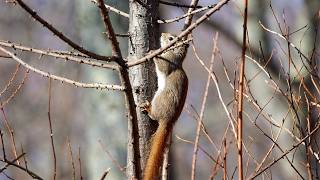 Red Squirrel: Licking Sap (18 April 2026)