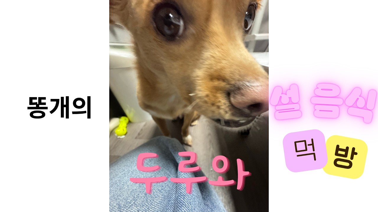 설 음식 남은 거 똥개에게 줘봤습니다.