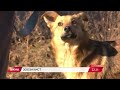 Голодні собаки на прив&#39;язі у Запоріжжі