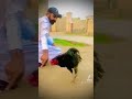 Aseel murga tiktok for aseel lover for khushab aseel  sport me plazz