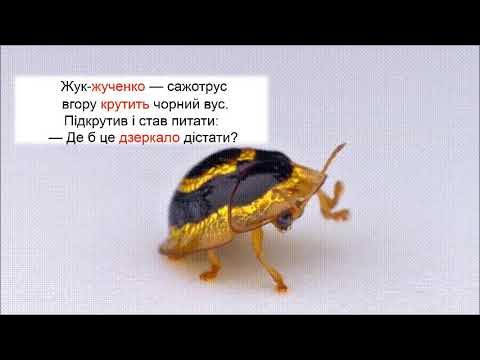 Жук-жучок. Чистомовки. Звук Ж. - YouTube
