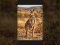 One kangaroo mom can manage 3 baby stages at once. #Shorts