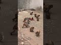 パンチ君もみんなと一緒にご飯を食べています　良かった！🙉