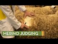 Merino sheep young judging