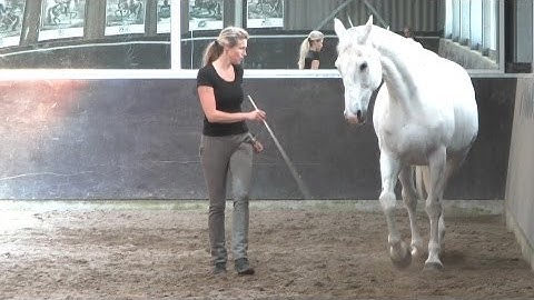 Shoulder-in & haunches-in at liberty in trot