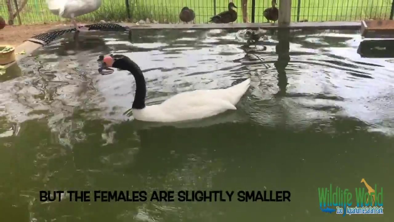 wildlife world zoo jobs BEAUTIFUL BLACK NECK SWANS