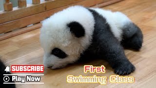 Panda-Style Swimming Stroke, The Cuteness Is Unbearable | iPanda