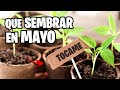 Que sembrar en MAYO 🌱 Calendario de Siembra 2024 | La Huerta de Ivan
