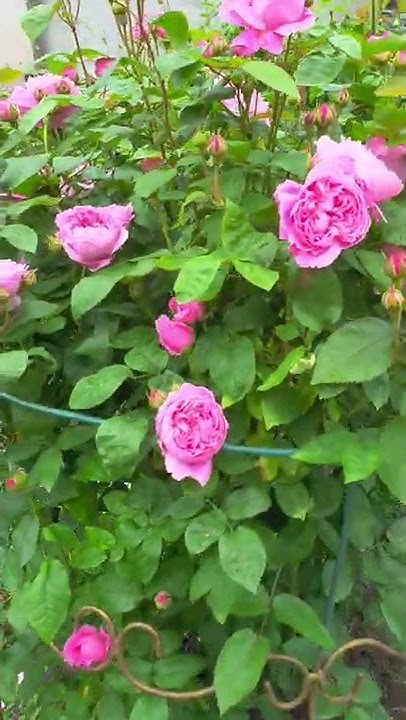 Mary Rose (David Austin) цветение Мери Роуз, лето 2020 - YouTube