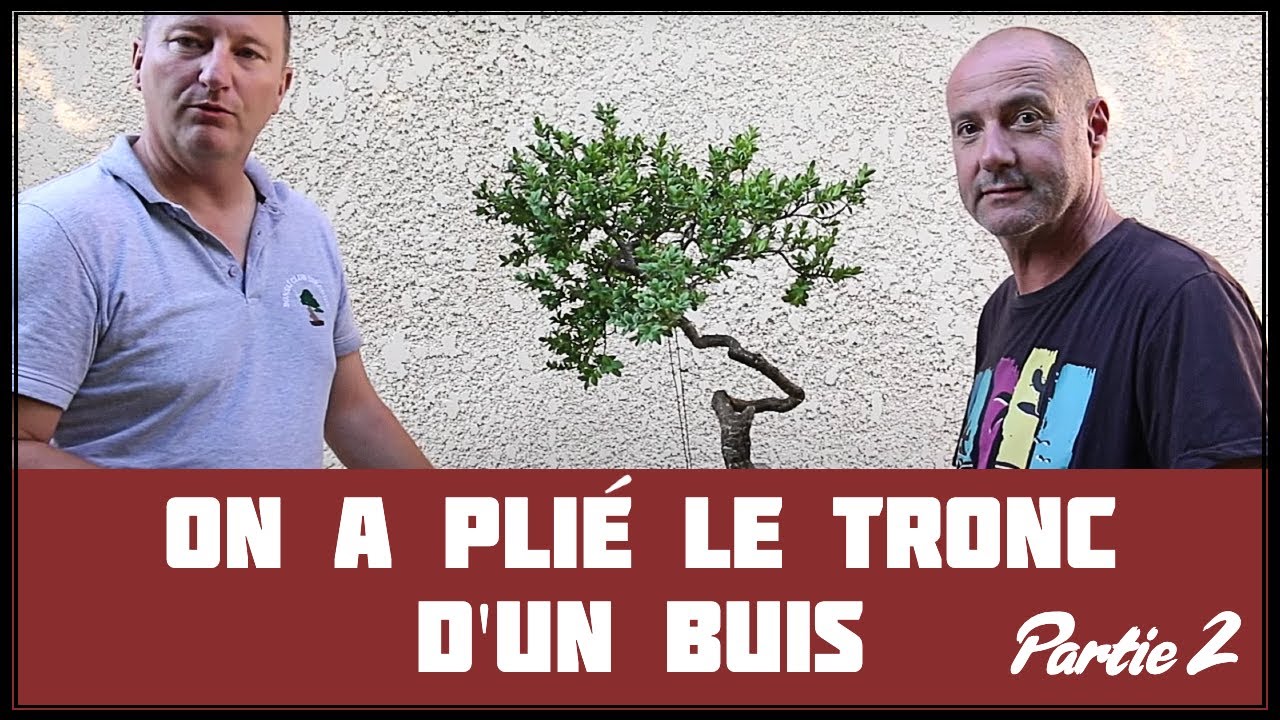 PLIAGE du TRONC d'un BUIS (part II) 🌱 NEJIKAN BONSAI  🌱