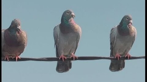 Funny Commercial - Geico Birds