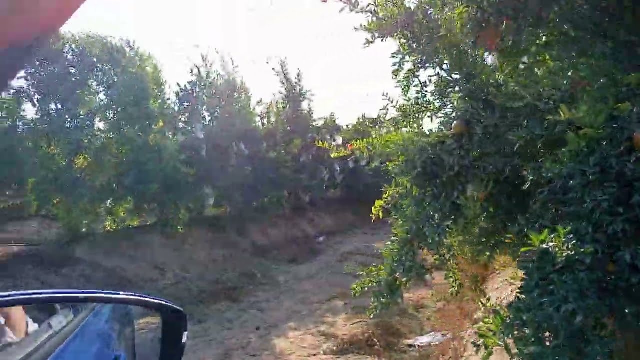 محصول الرمان