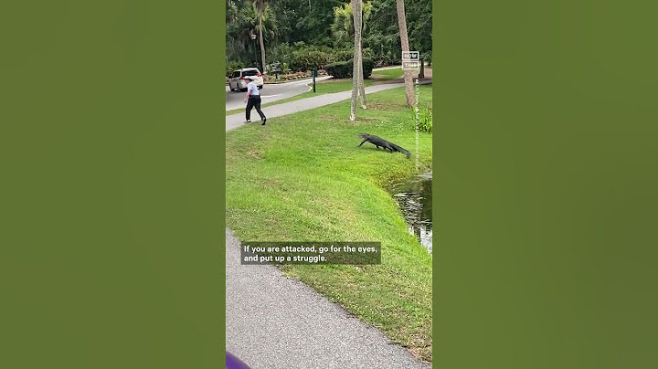 What to Do If an Alligator Chases You