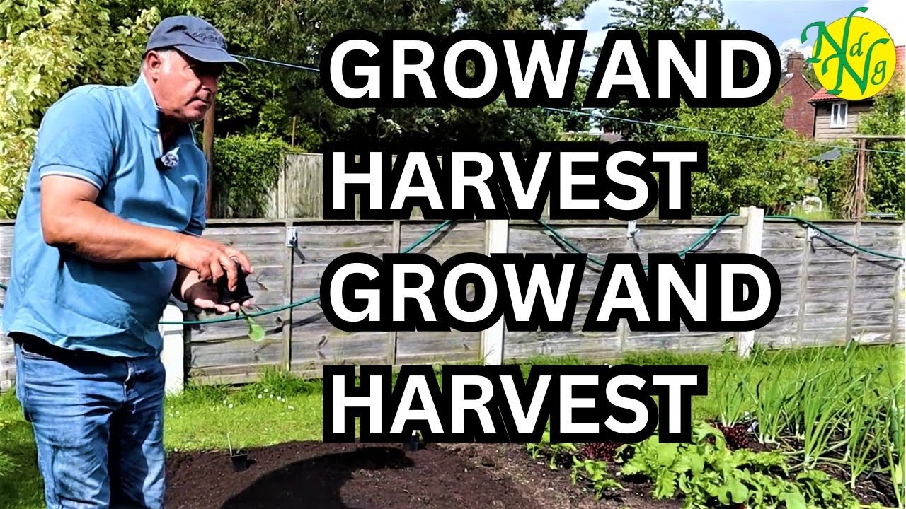Boost Your Garden with No Dig Succession Planting || How to Maintain a ...