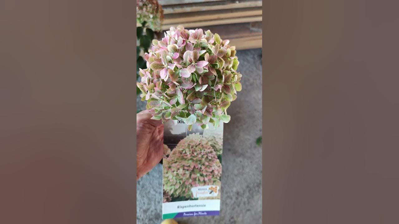 Новинка. Гортензия Pixio. - YouTube