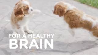 Hill's Science Diet Puppy Food